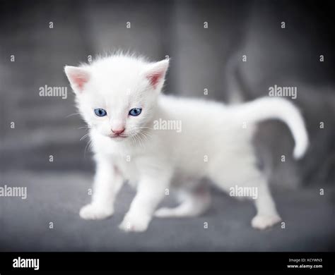 Little White Kitten With Beautiful Blue Eyes Stock Photo 162882079 Alamy