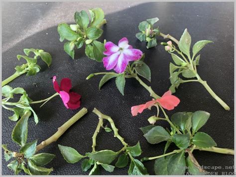 Growing Impatiens From Cuttings Water Propagation Gardening For