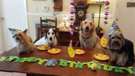25 Funny Pictures Of Pets Celebrating Their Birthdays Klykercom