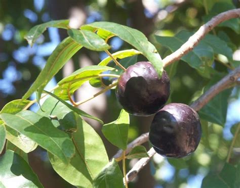 They are a mechanism through which plants can spread their the ripe fruit is used in pies, tarts, wines, and teas. Burdekin plum (Pleiogynium solandri) is a medium size ...