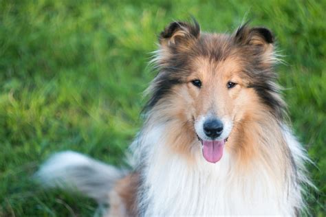 What Breed Of Dog Is Lassie Trivia Genius
