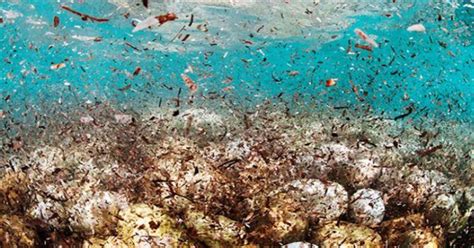 Researchers Uncover Highest Ever Amount Of Microplastics On Ocean Floor