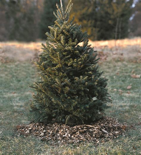 Plant A Living Christmas Tree After The Holiday Season Live Christmas