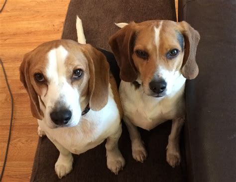 Beagles are one of the most suitable breeds for a family. Barkely and June Bug - Beagle Boys Seek Loving Home in ...