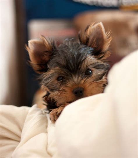 Search by breed, size, & more. Yorkie Poo Puppies For Sale Near Me Craigslist - Pets Lovers