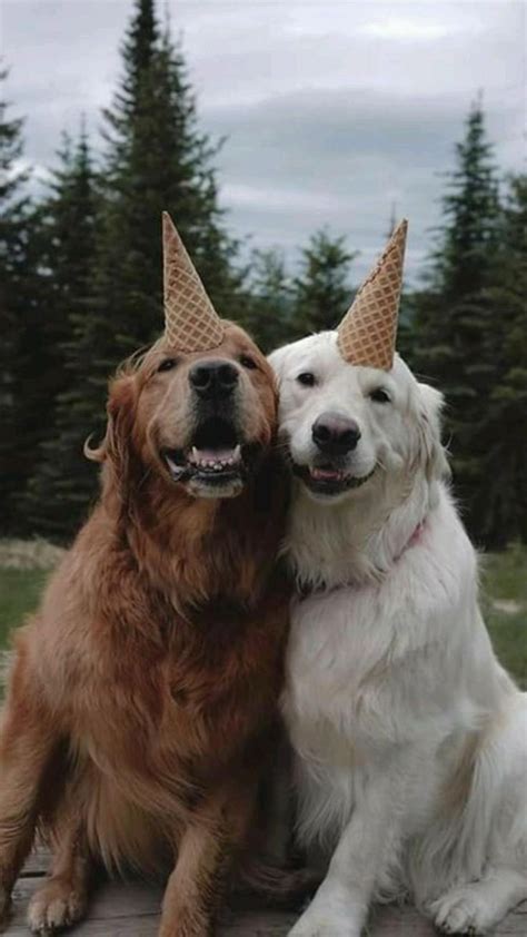 Animal Couples 💓part 5 Golden Retriever Wallpaper Cute Funny Dogs