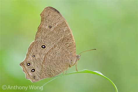 Butterflies Of Singapore Life History Of The Common Evening Brown