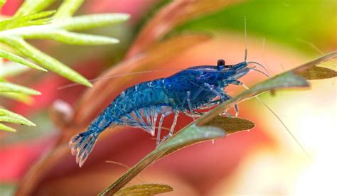 Neocaridina Shrimp Care Guide The Aquarium Keeper