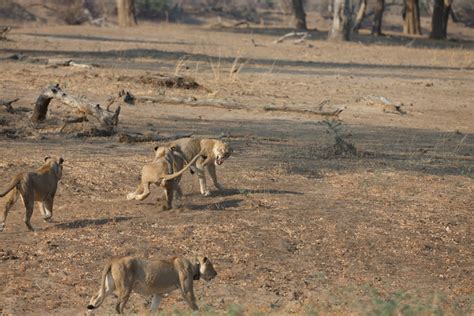 Epic Lion Battle In Nsefu Africa Geographic