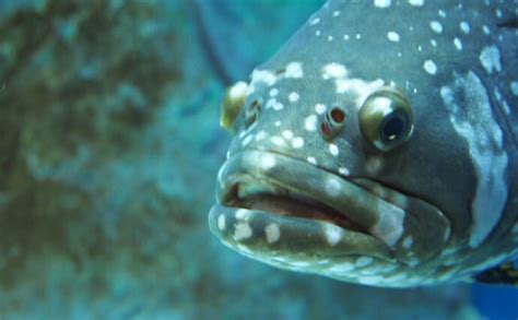 鹿児島で人工巨大魚『クエタマ』が増殖中 「美味しいからok」とはいかないワケ tsurinews