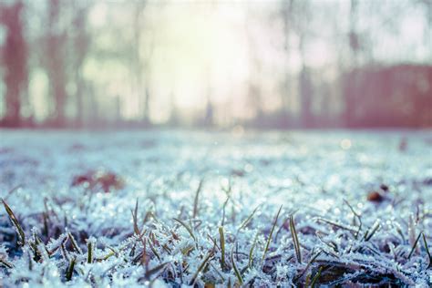 Green Grass Covered With Snow · Free Stock Photo