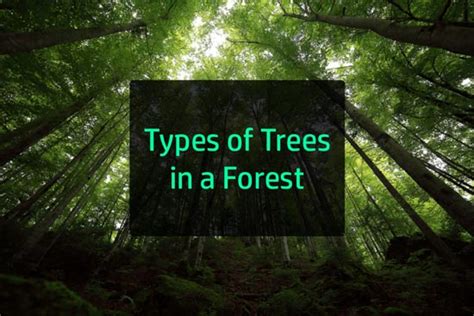 Different Types Of Forest Trees In The World Earth Reminder