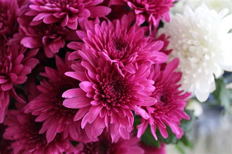 1000 Beautiful Beautiful Flowers Photos · Pexels · Free