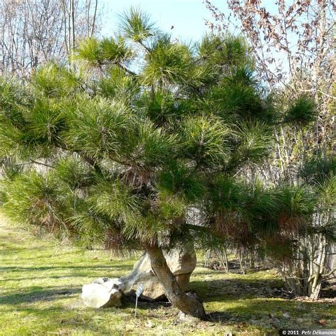 Buy Chinese Red Pine Pinus Tabuliformis 5 Seeds Online Seeds