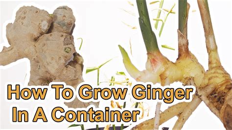 How To Grow Ginger Root Start To Finish YouTube
