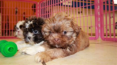 The shih tzu is your lap dog. Unique Blue, Shih Tzu Puppies For Sale in Ga at - Puppies ...