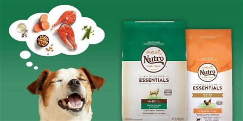In 2007, multiple dry dog food products were recalled because of melamine contamination. Nutro Dry Dog Food | Recall & Review of grain free and ...