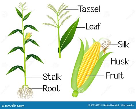 24 Corn Plant Diagram Wiring Diagram Info