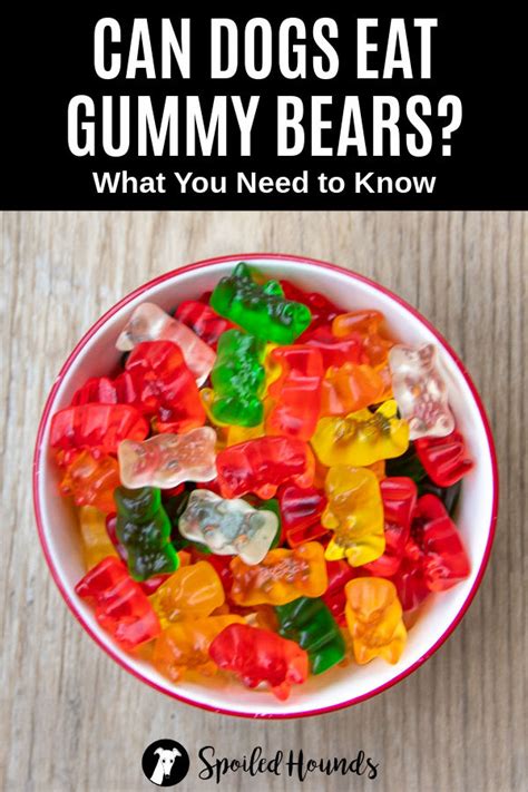 As veganism has become an increasingly popular choice over the last few years, many vegan gummy worm recipes have emerged. Can Dogs Eat Gummy Bears? What to Know about Dogs and Gummies