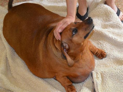 Obese Dachshunds Weight Loss Journey Photo 1 Pictures Cbs News