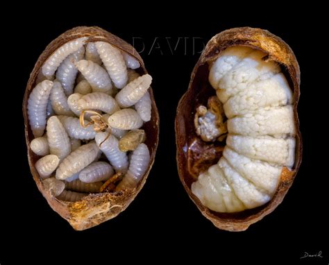 Diese symptome können parasiten beim menschen verursachen | dr. Parasiten und Parasitoide - Wildbienenschutz im Naturgarten