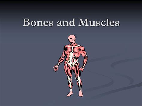 Ppt Bones And Muscles Powerpoint Presentation Free Download Id2063152