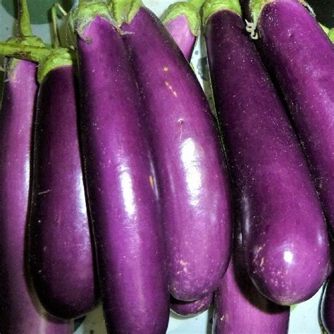 Eggplant Seed Packet Long Purple Heirloom Seeds Yourvegepatch