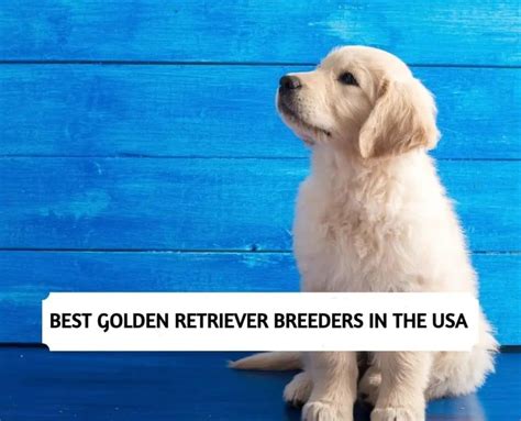 Best Golden Retriever Breeders In The Usa 2023 Top 10 Picks
