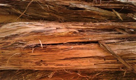 Dried Cedar Bark Over 4 Pounds Free Us Shipping