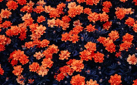 Orange Flowers Wallpapers Hd Wallpapers Id 27029