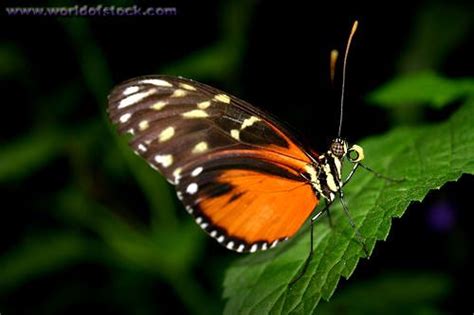 There are thought to be approximately 160,000 species of moth, many of which have yet to be described. brown and orange butterfly | Mariposas