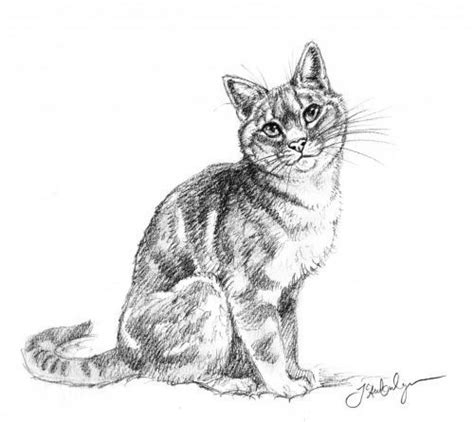 Well guys, it's official, i drew my first realistic cat sketch, and i have to today we are going to learn how to draw a cat. Review: How to Draw Cats and Kittens: A Complete Guide for ...