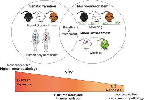 Frontiers The Influence Of Genetic And Environmental Factors And Their Interactions On Immune