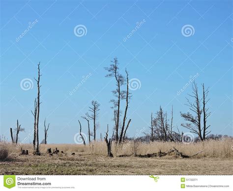 Dead Trees In Marsh Lithuanian Landscape Stock Image Image Of Blue