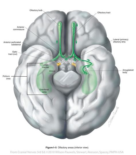 Olfactory I Cranial Nerves Neurología Anatomía Enfermeria