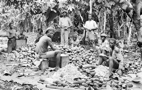 History Of Cacao The Journey From South America To West Africa Bantu