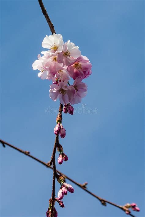 Pink Cherry Blossoms With Blue Sky Stock Image Image Of Flower