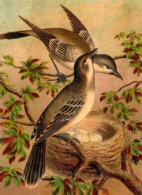 To Antique Images Antique Bird Print Bird Artwork Artwork Images