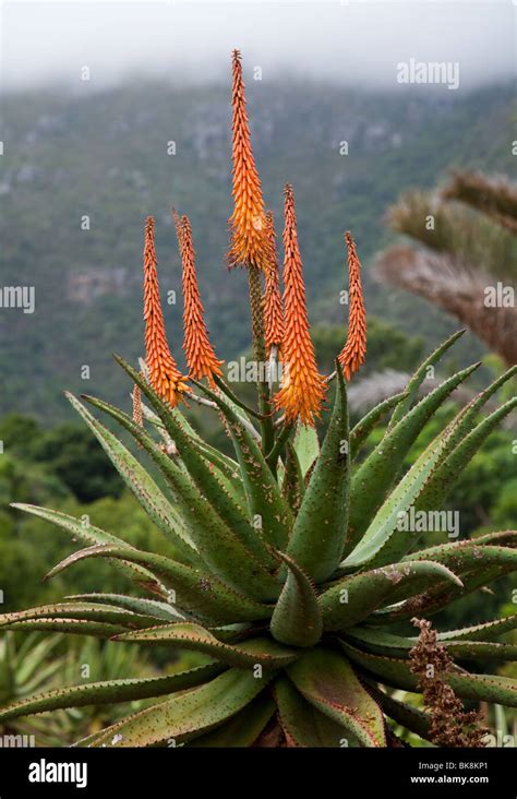 Close Up Of An Aloe Plant In Bloom In South Africa Stock Photo Alamy