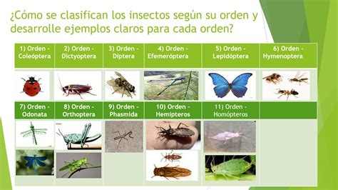 Origen Y Reconocimiento De Los Insectos Youtube