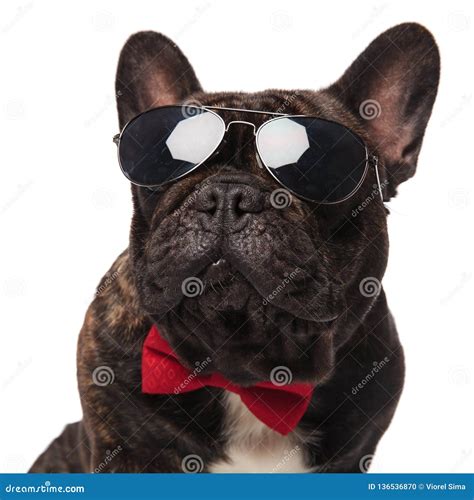 Close Up Of Elegant French Bulldog With Sunglasses Looking Up Stock