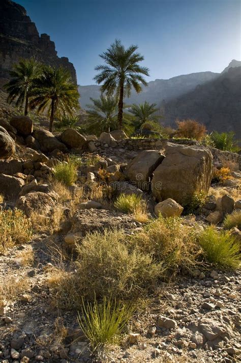 Oman Mountains Landscape And Desert Plants Dates Palm Trees Oman