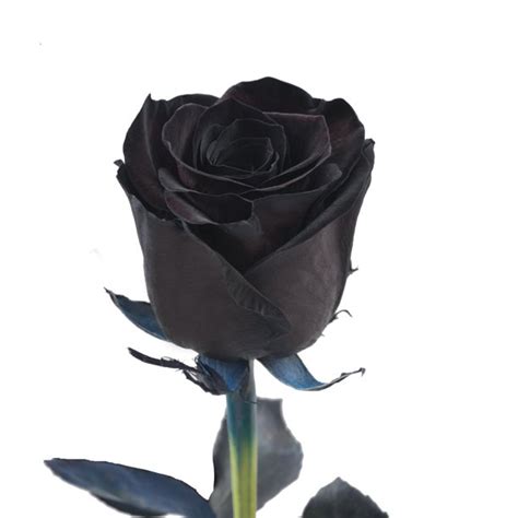 Tinted Roses 50 Stems Of 50 Cm Black Farm Direct Fresh Cut Flowers By