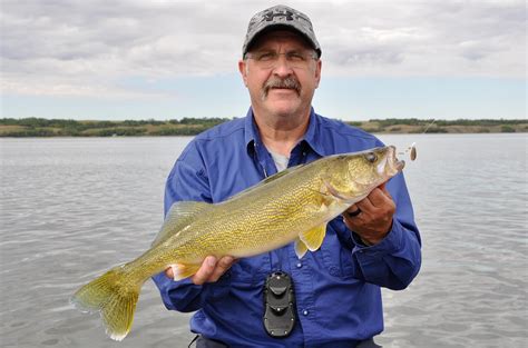 Bottom Bouncing For Walleye Your Complete Guide To This Classic