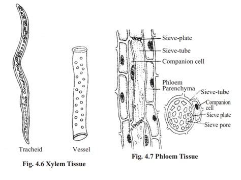 Xylem Tissue And Phloem Tissue