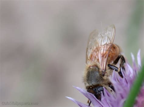 46,369 likes · 92 talking about this. Abeille butinant fonds d'écran 1600x1200 - Fonds d'écran ...