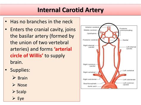 The internal carotid arteries, together with the vertebral arteries, which are the arteries of primary supply for the brain , are distinguished by lying at some depth from the surface in their course to the organ, by having curves or twists in their course, and by having no larger collateral branches. PPT - Major arteries of the body PowerPoint Presentation ...