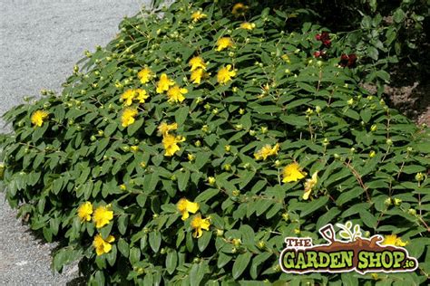 What Are The Best Ground Cover Plants For Your Garden