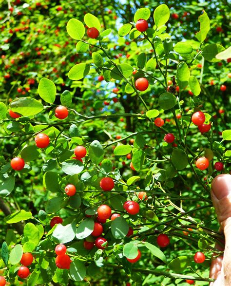 Red Huckleberry Vaccinium Parvifolium Native Plant Gardening Fruit
