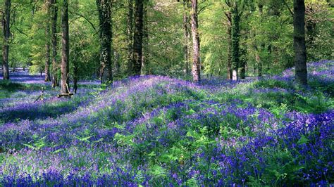 Purple Nature Garden And Trees Wallpapers Hd Wallpapers